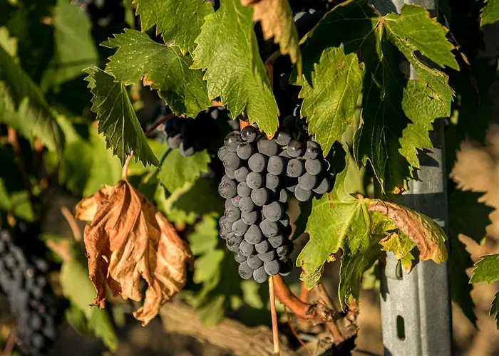 Agriturismo Le Tre Pietre - Podere Nel Chianti