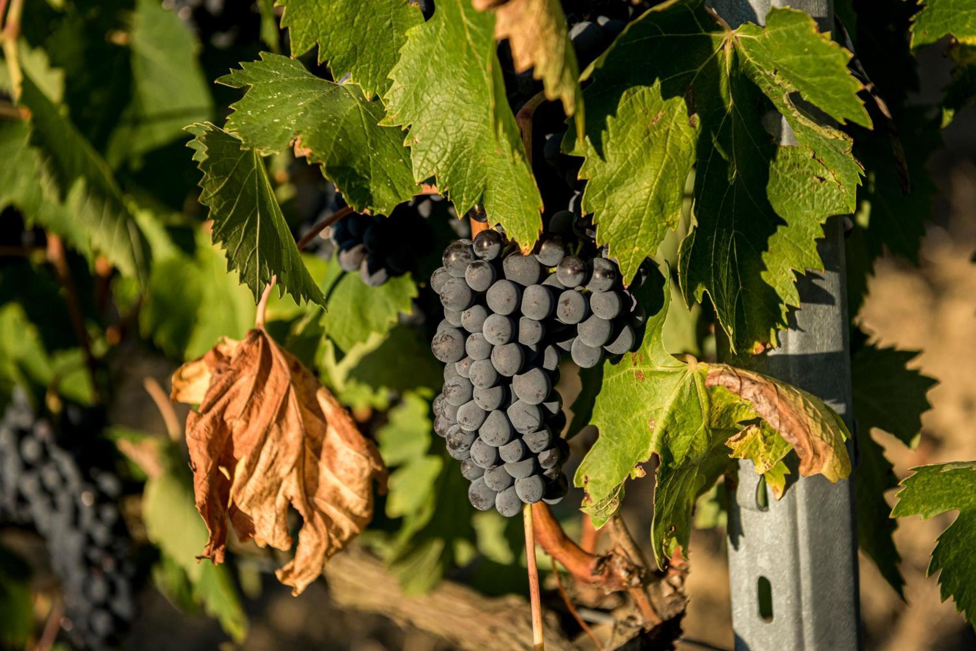 Le Tre Pietre - Podere Nel Chianti * Quercegrossa