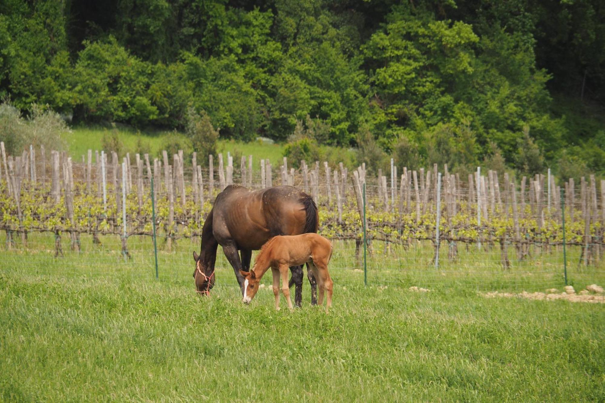 Agriturismo Le Tre Pietre - Podere Nel Chianti Farm stay