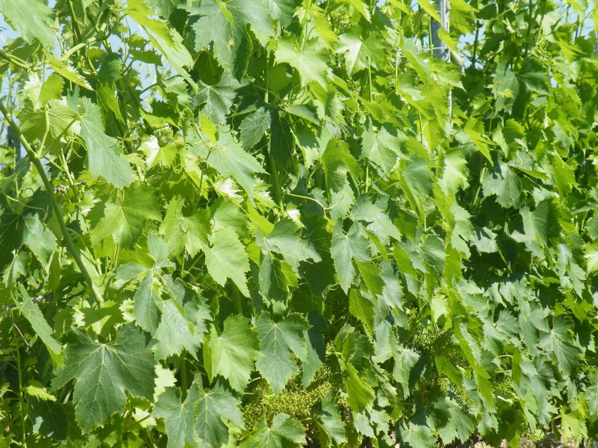 Le Tre Pietre - Podere Nel Chianti *